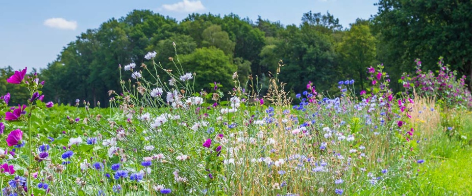 Guide To Biodiversity Net Gain For Development & Land Management 